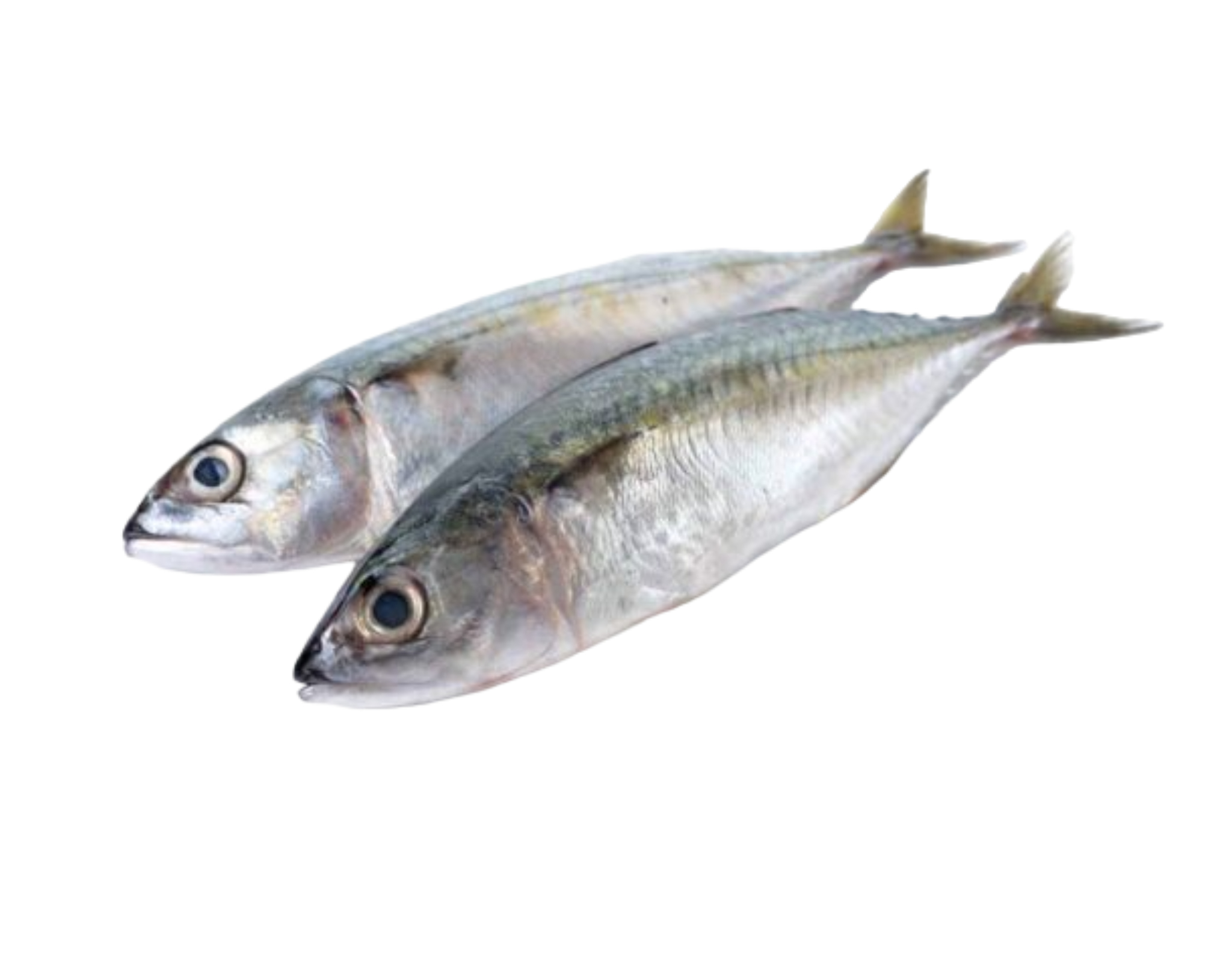 Ikan Kembong